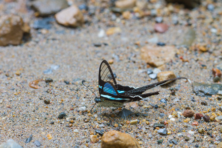 Butterfly, Green Dragontail,(Lamproptera meges) eat minerals on sand in forestの写真素材