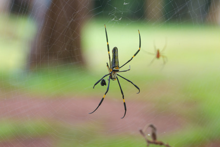 Golden SIlk Orb Weaving spider (Nephila pilipes) in forest, selective focusの写真素材