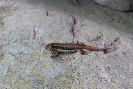 Common Forest Skink (Sphenomorphus maculates) in forestの写真素材
