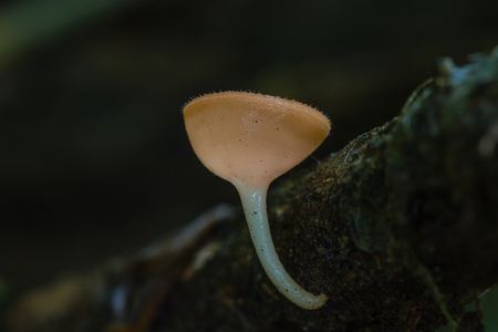 Close up Pink burn cup in nature or Fungi Cup. Mushroomの写真素材