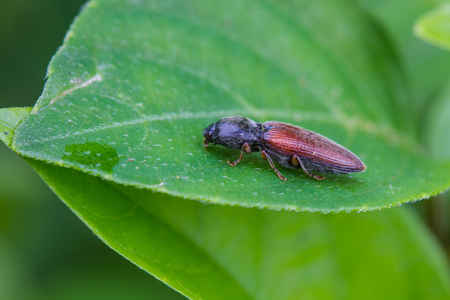 beetle insect on plant, insect in nature backgroundの写真素材