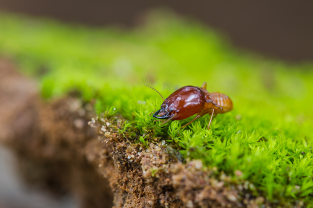 Close up termites or white ants destroyed on green moss in forestの写真素材
