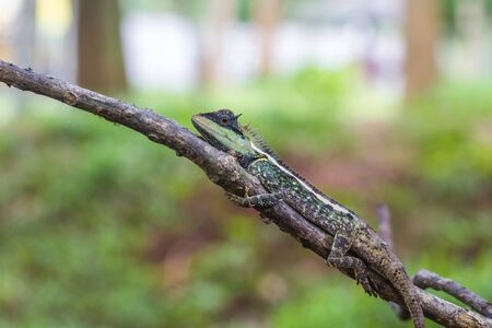 close up Green crested lizard, black face lizard in forestの写真素材