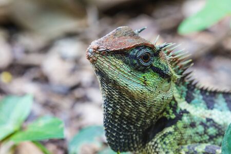 close up Green crested lizard, black face lizard in forest