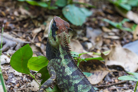 close up Green crested lizard, black face lizard in forestの写真素材