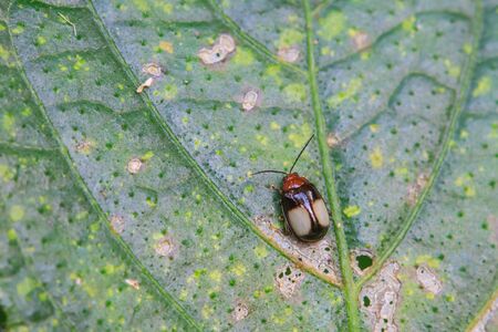 Ladybug on a green leaf. Red bug on the grass