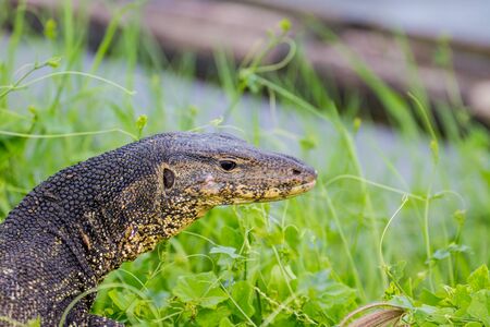 close up Water monitor lizard, Varanus on green grassの写真素材