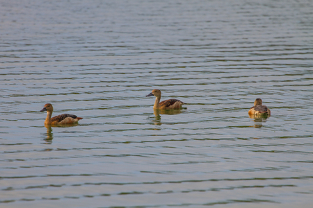 Beautiful red duck, Lesser Whistling-Duck (Dendrocygna  javanica) in Thailandの写真素材