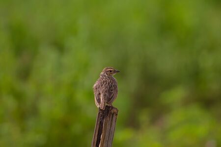 Indochinese Bushlark (Mirafra erythrocephala ) standing in nature, Thailandの写真素材