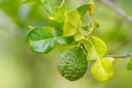 Leech lime or bergamot fruits on tree in gardenの写真素材