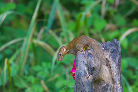 Common treeshrew or Southern treeshrew (Tupaia glis) in forest of Thailandの写真素材