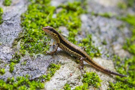 Common Forest Skink (Sphenomorphus maculates) in forestの写真素材