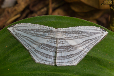 moth on a green leaf in tropical forestの写真素材