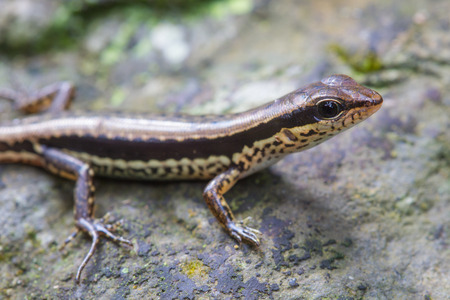 Common Forest Skink (Sphenomorphus maculates) in forestの写真素材