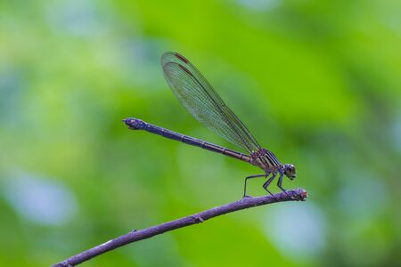 beautiful dragonfly resting on a branch in forestの写真素材