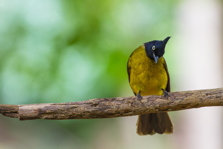 Beautiful bird Black-crested Bulbul , Pycnonotus melanicterus  perched on a branchの写真素材