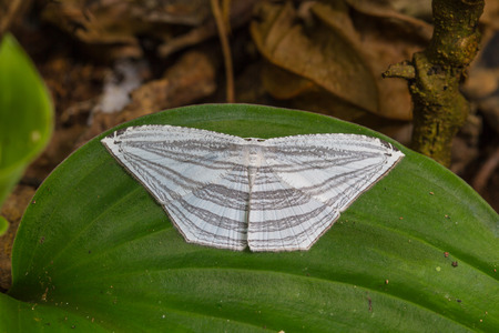 moth on a green leaf in tropical forestの写真素材