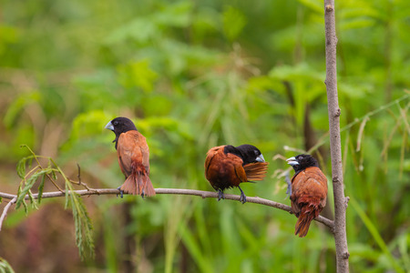 Chestnut Munia perching on a branch, Black headed Munia on a branch. (Lonchura malacca)の写真素材