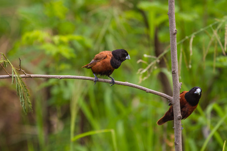 Chestnut Munia perching on a branch, Black headed Munia on a branch. (Lonchura malacca)の写真素材