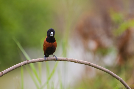 Chestnut Munia perching on a branch, Black headed Munia on a branch. (Lonchura malacca)の写真素材