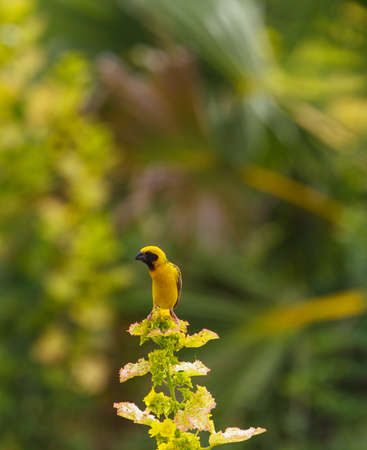 Yellow bird Asian Golden Weaver in nature backgroundの写真素材