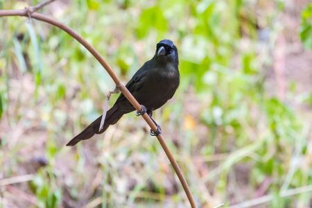 Racket-tailed Treepie.(Crypsirina temia) in forest, Thailandの写真素材