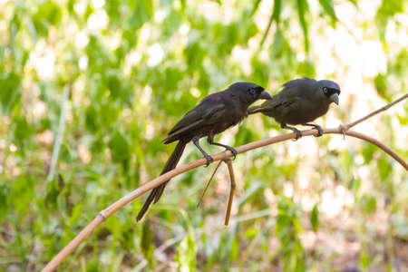 Racket-tailed Treepie.(Crypsirina temia) in forest, Thailandの写真素材