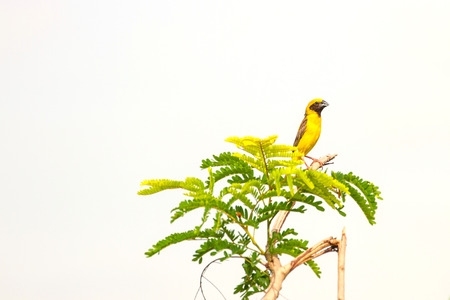 Yellow bird Asian Golden Weaver in nature backgroundの写真素材