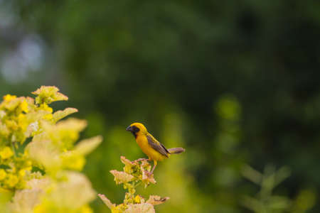 Yellow bird Asian Golden Weaver in nature backgroundの写真素材