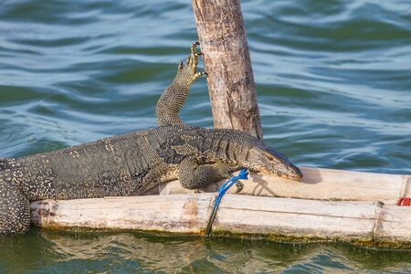 close up Water monitor lizard, Varanus in nature, Thailandの写真素材