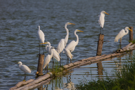 Great Egret in nature (Ardea alba),close up bird in nature Thailand