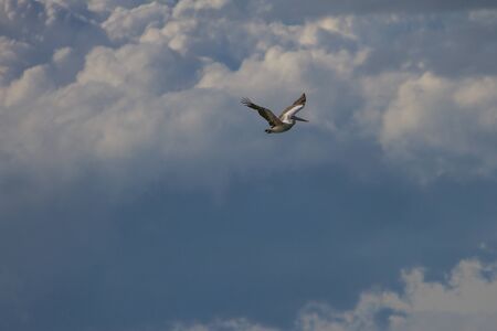 Spot-billed pelican( Pelecanus philippensis) in nature at Laempukbia, Thailandの写真素材