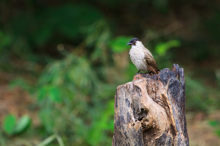 Beautiful bird Sooty headed Bulbul perched on wooden (Pycnonotus aurigaster)の写真素材