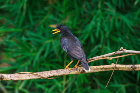 white vented myna on nature background (Acridotheres grandis)の写真素材
