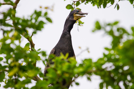 Little cormorant, Javanese cormorant (Microcarbo niger) bird in nature