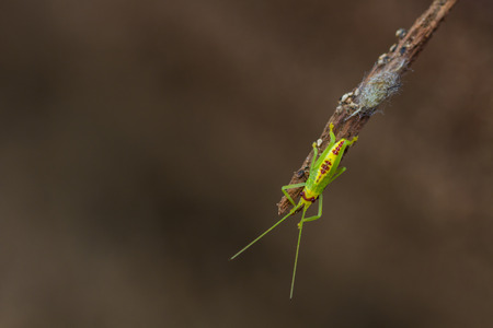 green grasshopper in nature standing on woodenの写真素材