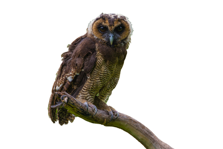 Asian Brown Wood Owl on tree in forestの写真素材