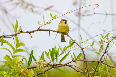 Plain backed Sparrow ( Passer flaveolous ) , standing on branch
