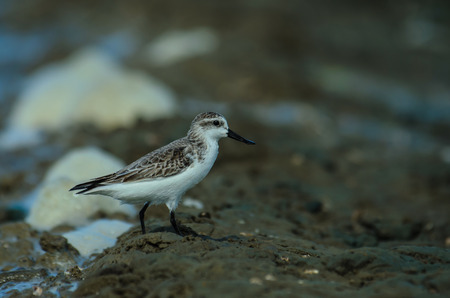 Spoon-billed sandpiper (Calidris pygmaea) in nature Thailand
