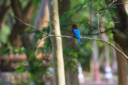 Portrait of beautiful white-throated kingfisher (Halcyon smyrnensis) perched on treeの写真素材