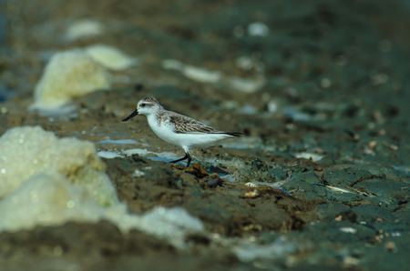 Spoon-billed sandpiper (Calidris pygmaea) in nature Thailand