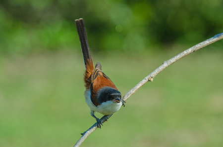 Burmese Shrike (Lanius collurioides) perching on a branchの写真素材