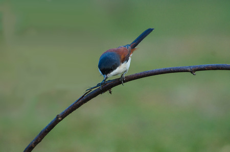 Burmese Shrike (Lanius collurioides) perching on a branch