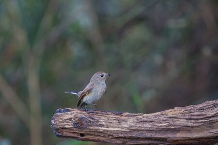Red-throated Flycatcher (Ficedula albicilla) on the branchesの写真素材