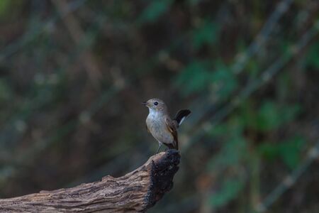 Red-throated Flycatcher (Ficedula albicilla) on the branchesの写真素材