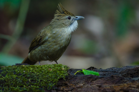 Ochraceous Bulbul bird (Alophoixus ochraceus) in forest Thailandの写真素材