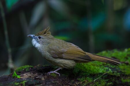 Ochraceous Bulbul bird (Alophoixus ochraceus) in forest Thailandの写真素材