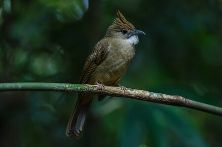Ochraceous Bulbul bird (Alophoixus ochraceus) in forest Thailandの写真素材