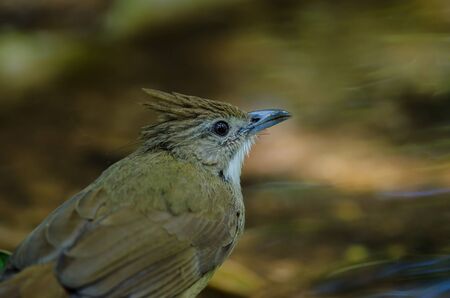 Ochraceous Bulbul bird (Alophoixus ochraceus) in forest Thailand