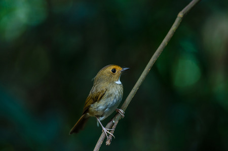 Rufous-browed Flycatcher (Ficedula solitaris) perch on branchの写真素材